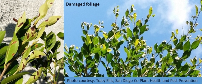 Ficus eye-spot midge-Damaged foliage-Tracy Ellis, SD Ag Comm Entomologist