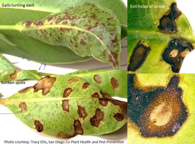 Ficus eye-spot midge-Galls-Tracy Ellis, SD Ag Comm Entomologist