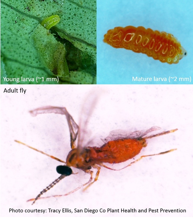 Ficus eye-spot midge-Life stages-Tracy Ellis, SD Ag Comm Entomologist