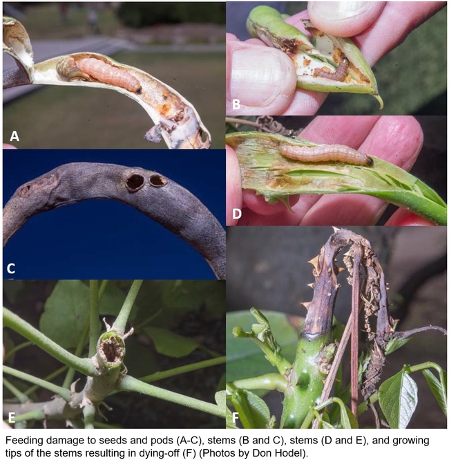 Erythrina stem and twig borer damage