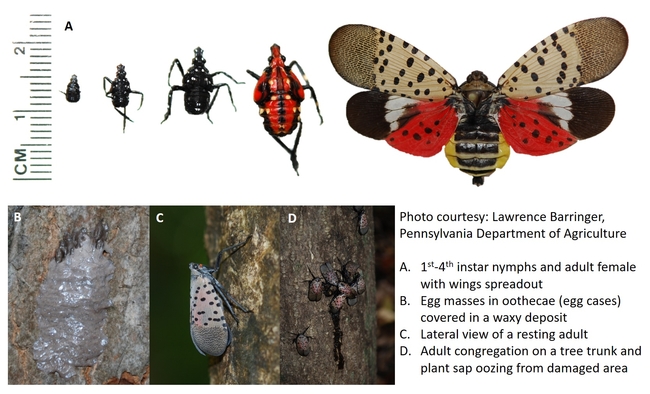 Spotted lanternfly life stages and damage