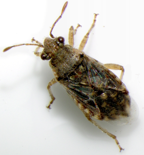 Grass bug-Arhyssus sp