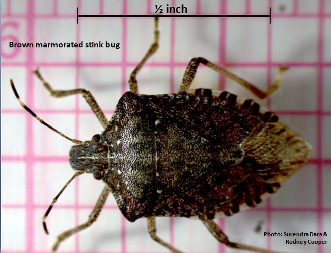 Brown marmorated stink bug adult-Dara and Cooper
