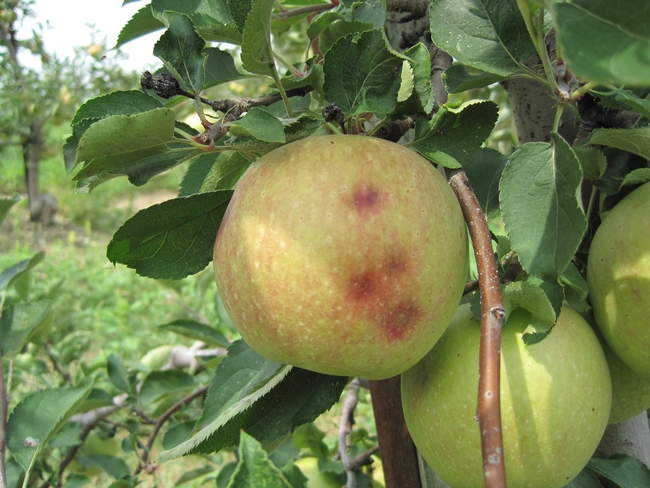 Depression on the fruit surface from late season injury