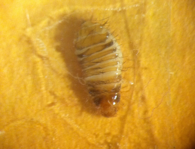 Varied carpet beetle larva-dorsal side