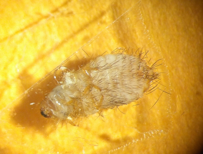 Varied carpet beetle larva-ventral side