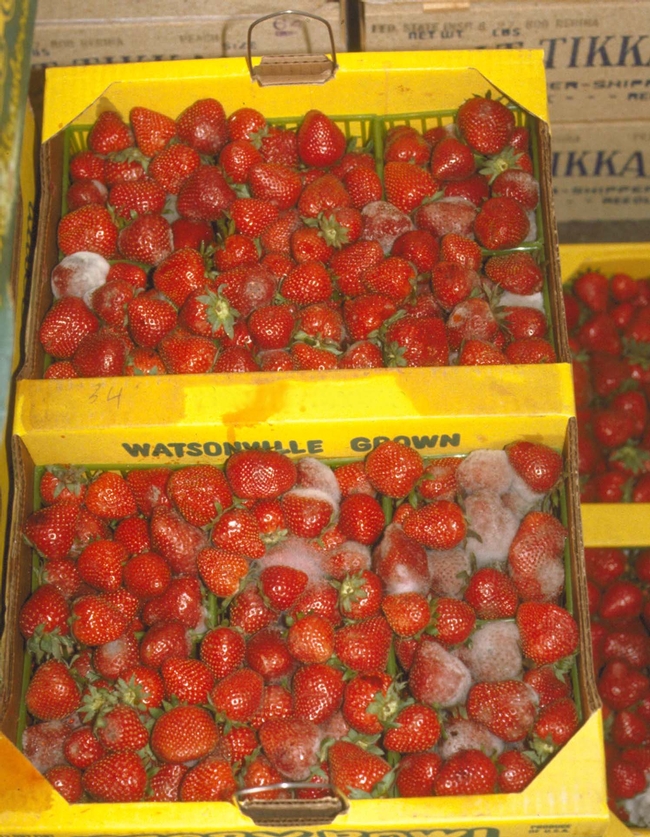 Photo: Improved postharvest handling practices helps to reduce incidence of grey mold on fragile strawberries.