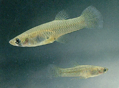 Side profile of two semi translucent mosquito fish