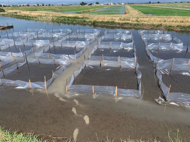 Field plots in a rice field (no rice present a this time) with plastic borders for each respective plot.