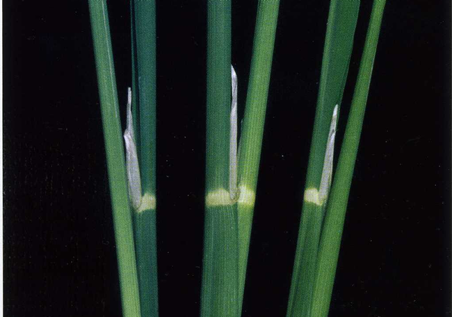 Figure 1. The low temperature sensitive stage of pollen development occurs when the collar of the flag leaf and the collar of the previous leaf align (center plant in photo).