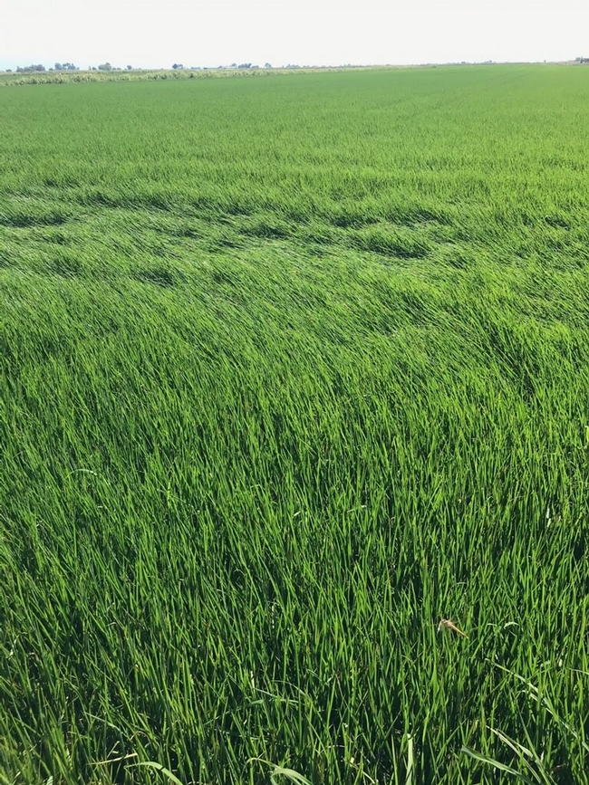 Rice field in Butte County, CA.