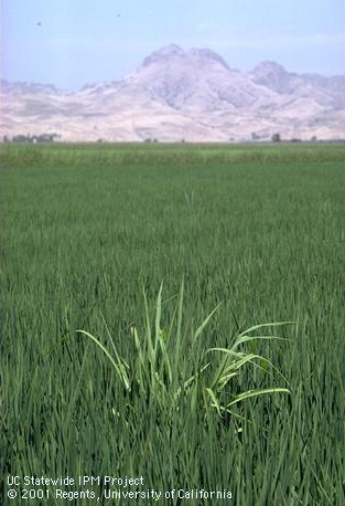 Weedy rice in a rice field in California.