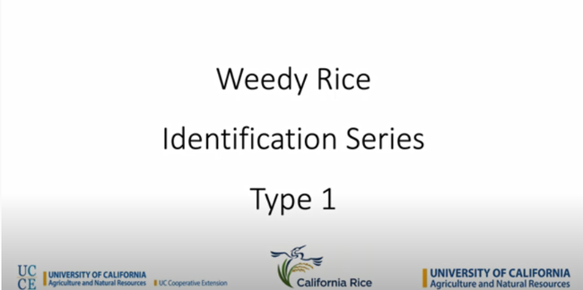 Weedy Rice Type 1 Identification Video