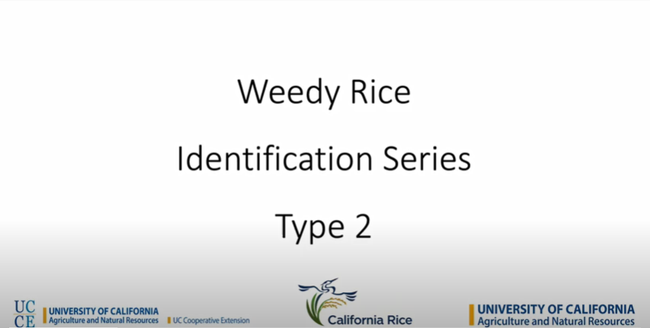 Weedy Rice Type 2 Identification Video