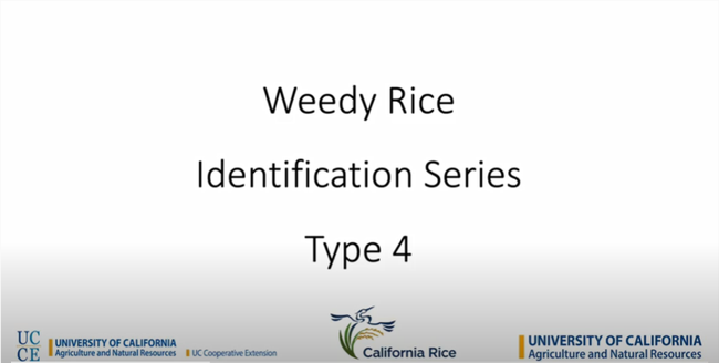 Weedy Rice Type 4 Identification Series