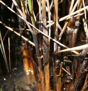 Several rice stems that have turned nearly black as a symptom of stem rot