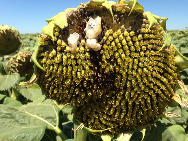 Sunflower with foamy head rot