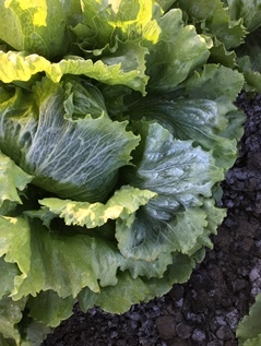 Photo 1. Frost on head lettuce