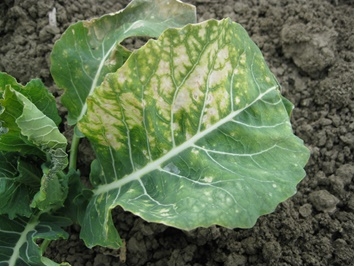 Photo 2. Interveinal chlorosis from frost damage (cauliflower)