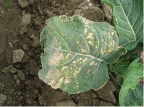 Photo 3. Interveinal necrosis from frost damage