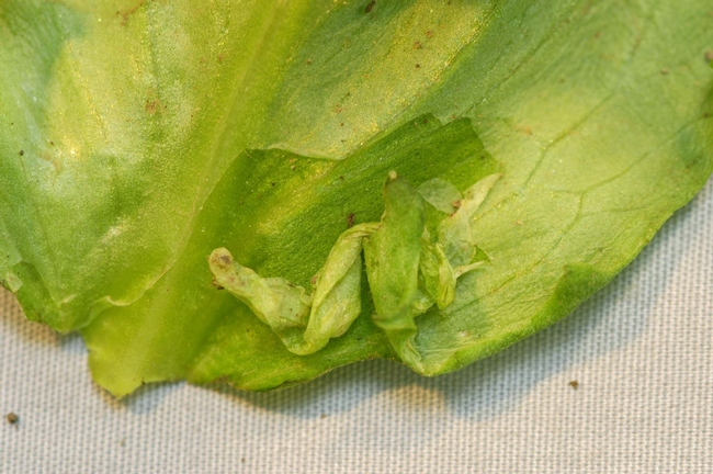 Photo 5. Epidermis on lettuce lifted off tissue below