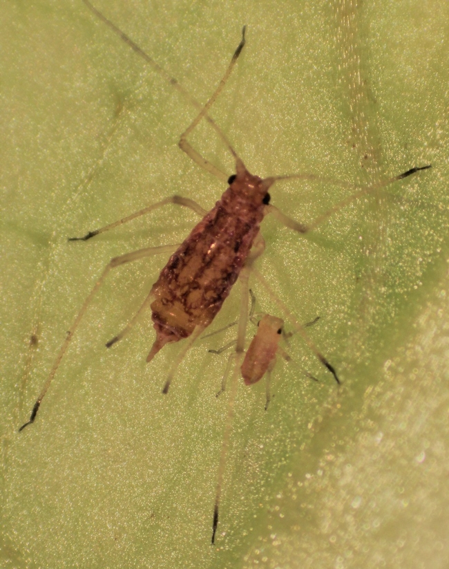 Macrosiphum