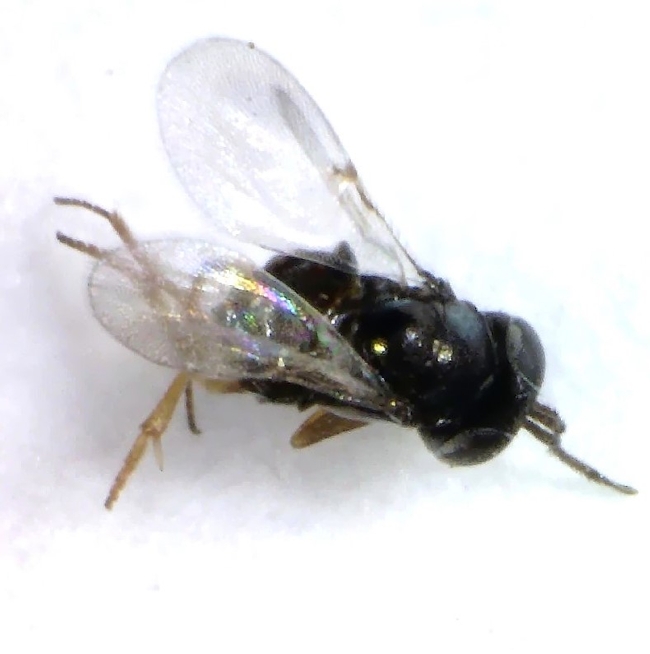 Fig. 6. Ooencyrtus sp. recovered from one of the sentinel eggs.