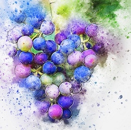 grapes-illustration