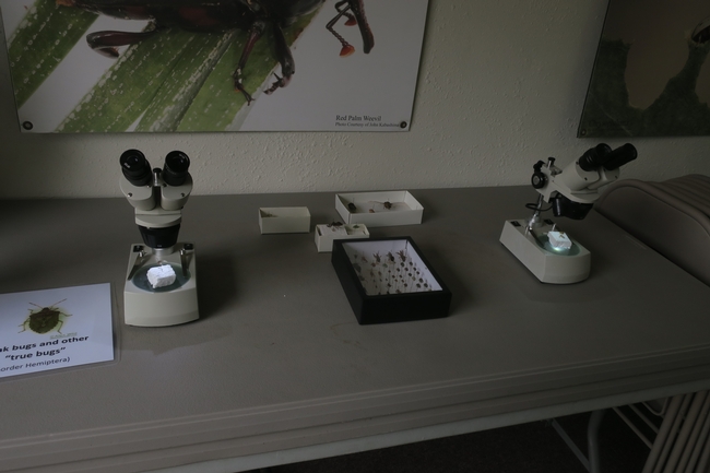 Identifying pests under the microscope.