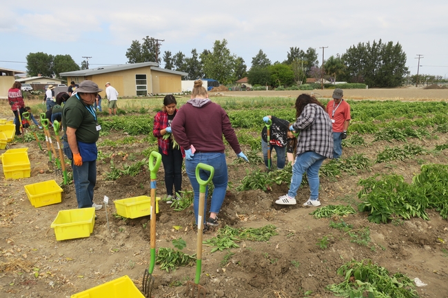 Harvesting potatoes - not the everyday activity for OC students.