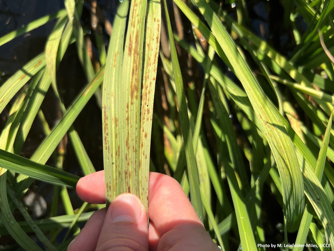 Figure 1. Leaf spotting on rice from suspected K deficiency.