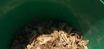 Figure 1. Pheromone bucket trap showing armyworm moths. for SJC and Delta Field Crops Blog