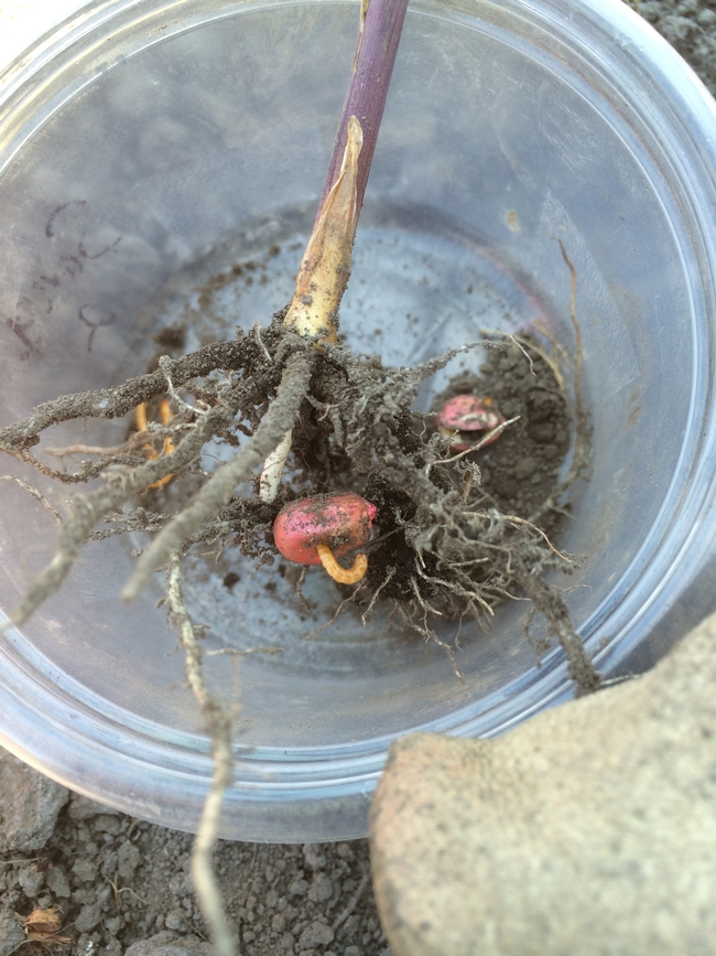The picture shows a wireworm emerging from a corn seed.