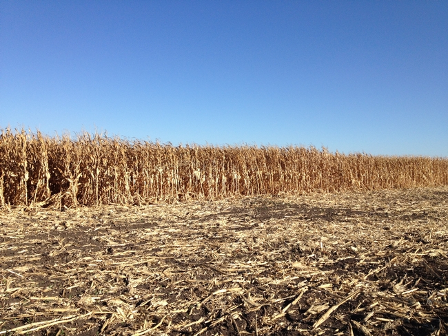 The pictures shows a field of grain corn that is dry and ready for harvest.