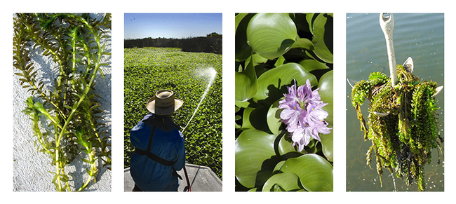 Shiny green leaves and purple flowers of water hyacinth. Weed control program.