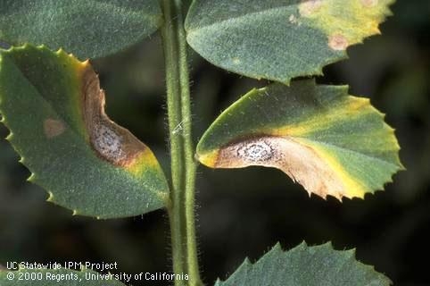 Garbanzo leaves with brown lesions and concentric circles of spores.