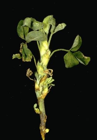 Shortened internodes and swollen buds of alfalfa with stem nematode.