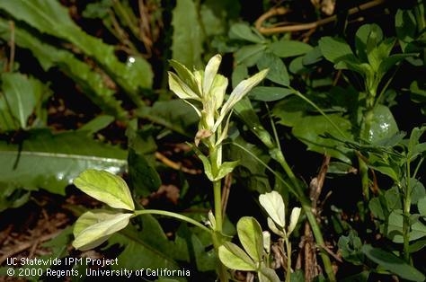 White flagging symptom of alfalfa stem nematode.