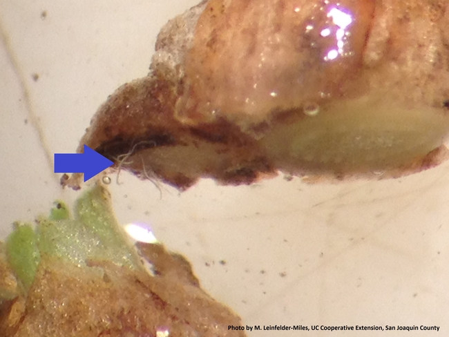 Stem nematodes emerging from alfalfa stem under dissecting microscope.