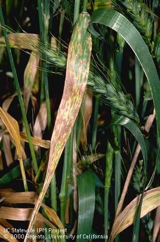 Yellow and brown lesions on wheat leaves.
