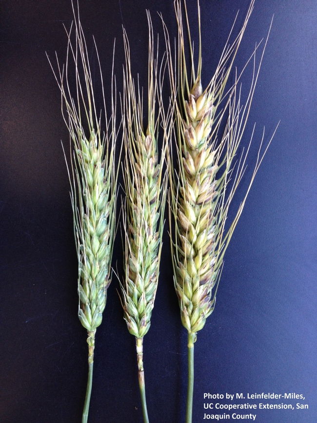 Black lesions on wheat glumes.