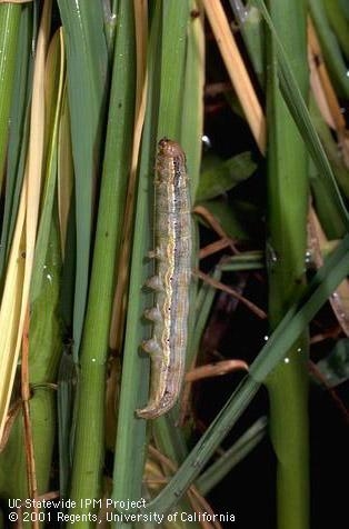 Armyworm larva