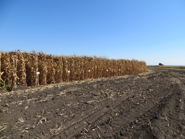 Rows of field corn with variety name signage.