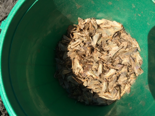 Figure 1. Armyworm bucket traps caught the most moths in late June.