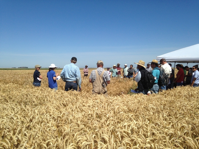 June 5, 2018 Small Grains and Soil Health Meeting on Staten Island in San Joaquin County. Photo courtesy of Mark Lundy.