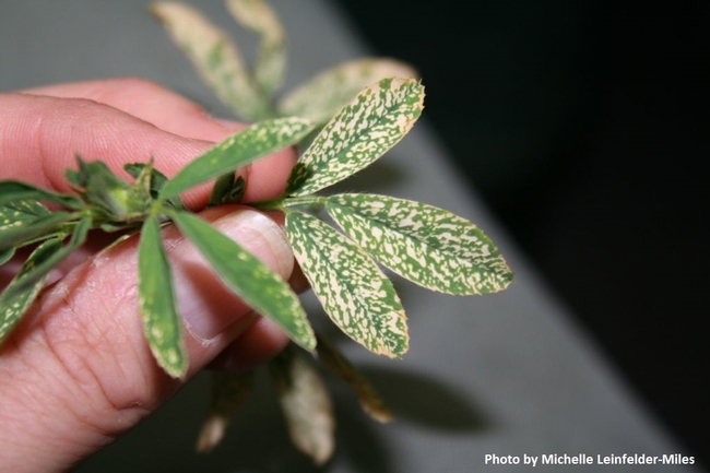 Fig. 3. Potassium deficiency in alfalfa.