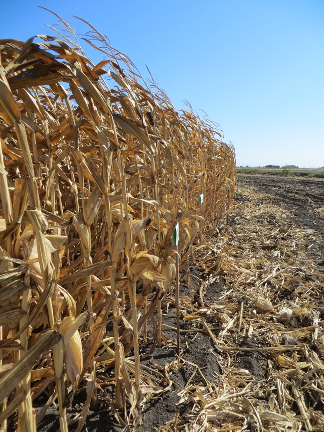 Field corn variety trial.