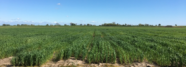 2019 wheat and triticale variety trial on Staten Island.