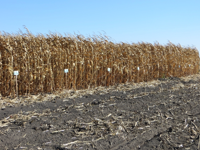 Figure 1. Delta field corn variety trial.