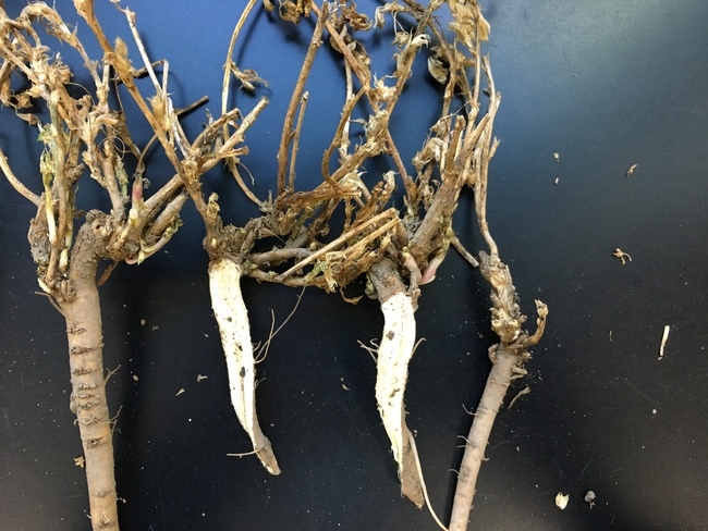 Figure 2. Healthy alfalfa taproots but few feeder roots.